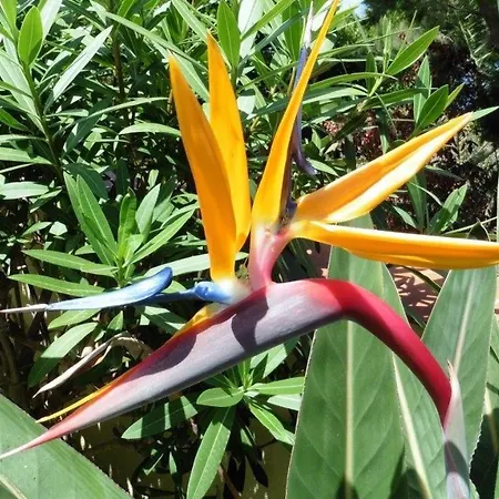 アパート Fewo-strelitzia-im-gruenen-am-kleinen-see-direkt-am-strelitziengarten-mit-pool-grill-parkplatz *