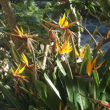 Fewo-strelitzia-im-gruenen-am-kleinen-see-direkt-am-strelitziengarten-mit-pool-grill-parkplatz サンタ・ウルスラ